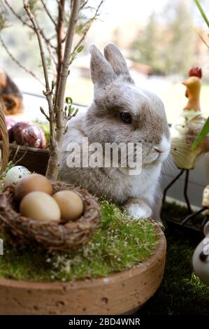 Eldagsen, Deutschland. April 2020. Kaninchenhorst bereitet sich auf Ostern vor. Eldagsen, 5. April 2020 - weltweite Nutzung Credit: Dpa/Alamy Live News Stockfoto