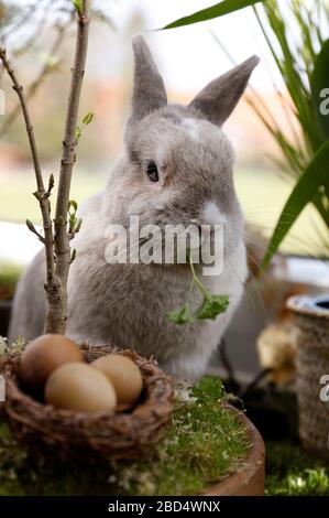 Eldagsen, Deutschland. April 2020. Kaninchenhorst bereitet sich auf Ostern vor. Eldagsen, 5. April 2020 - weltweite Nutzung Credit: Dpa/Alamy Live News Stockfoto