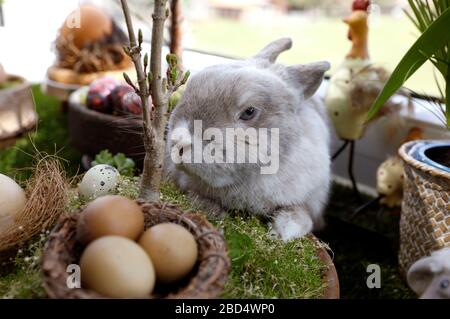 Eldagsen, Deutschland. April 2020. Kaninchenhorst bereitet sich auf Ostern vor. Eldagsen, 5. April 2020 - weltweite Nutzung Credit: Dpa/Alamy Live News Stockfoto