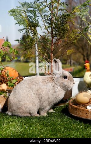 Eldagsen, Deutschland. April 2020. Kaninchenhorst bereitet sich auf Ostern vor. Eldagsen, 5. April 2020 - weltweite Nutzung Credit: Dpa/Alamy Live News Stockfoto