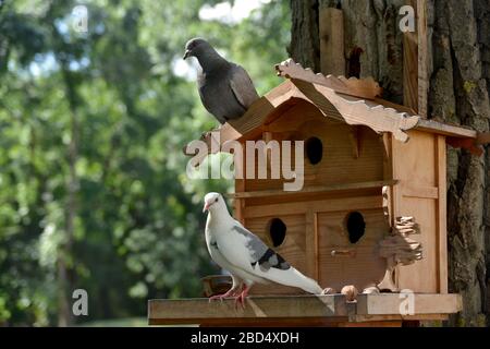 Zwei Tauben sitzen in der Nähe ihres Hauses. Situation im Park. Stockfoto