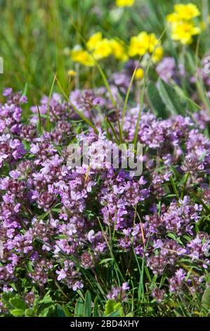 Die Blumen des Thymians liegen auf dem natürlichen grünen Hintergrund. Der Thymian wird häufig in der Küche und in der Kräutermedizin verwendet. Stockfoto