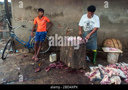 Ein Fischhändler schneidet Haischköpfe am frühen Morgen auf dem Negombo Fish Market in Negombo in Sri Lanka in Abschnitte auf einem Hackblock. Stockfoto