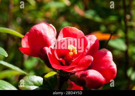 Blume der japanischen Quitte, Chaenomeles japonica. Stockfoto