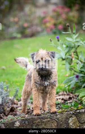 Porträt eines Border Terrier im Garten Stockfoto