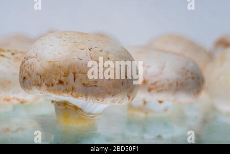 Nahaufnahme der rohen Pilze auf dem Tisch. Frisch gepflückte essbare Pilze, bereit für die Zubereitung von Speisen. Gesunde Ernährung, biologisch angebaute Mahlzeit, kein GMO. Stockfoto