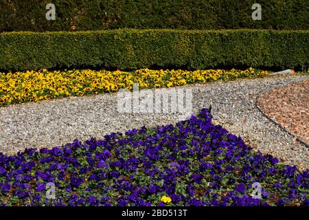 Metallkanten bilden ein Dreieck, das verschiedene Farben von Kies und blauen und gelben Pansien in einem Park trennt, Viola tricolor Stockfoto