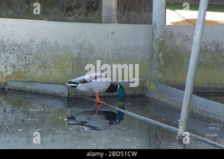 Mallard Ente trinkt das saubere Wasser in einer Kläranlage, anas platyrhynchos Stockfoto