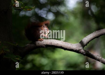 Red Squirrel, Sciurus vulgaris, an Zweigen, Park, Valladolid, Kastilien und León, Spanien, Europa Stockfoto