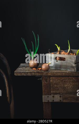 Dunkle Stimmung Stillleben mit grünen Zwiebeln im Frühjahr auf einem rustikalen Tisch gesprossen. Bleiben Sie zu Hause und wachsen Sie Ihre Gemüse während Covid 19 Quarantäne Stockfoto