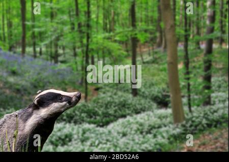 Europäischer Dachs (Meles meles), der im Frühjahr im Buchenwald mit Bläuzchen und wildem Knoblauch in Blumen wütet. Digitale Verbundwerkstoffe Stockfoto