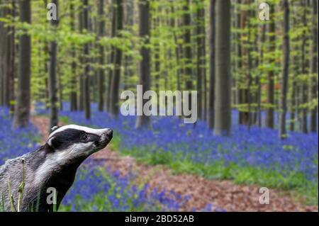 Europäischer Dachs (Meles meles), der im Frühjahr im Buchenwald mit Bleugeln (Endymion nonscriptus) in Blüte formiert. Digitale Verbundwerkstoffe Stockfoto