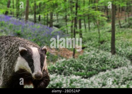 Europäischer Dachs (Meles meles), der im Frühjahr im Buchenwald mit Bläuzchen und wildem Knoblauch in Blumen wütet. Digitale Verbundwerkstoffe Stockfoto