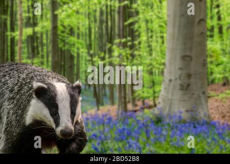 Europäischer Dachs (Meles meles), der im Frühjahr im Buchenwald mit Bleugeln (Endymion nonscriptus) in Blüte formiert. Digitale Verbundwerkstoffe Stockfoto