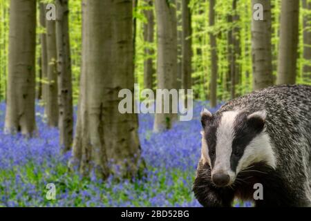 Europäischer Dachs (Meles meles), der im Frühjahr im Buchenwald mit Bleugeln (Endymion nonscriptus) in Blüte formiert. Digitale Verbundwerkstoffe Stockfoto