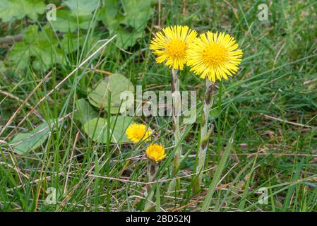 Gelb gefärbte Coltsfoot-Blüten (Tussilago farfarfara) in einem Grasfeld Stockfoto