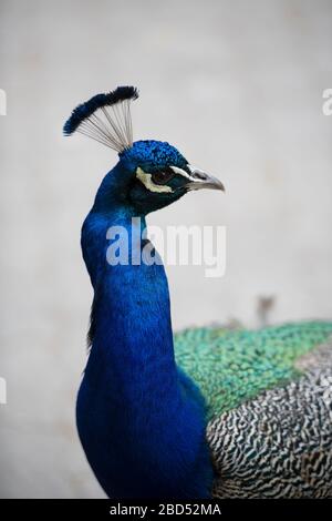 Peafowl, Pavo cristatus, Park, Valladolid, Kastilien und León, Spanien, Europa Stockfoto