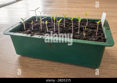 Kleine Tomatensämlinge in einem mit Kompost gefüllten Saattablett, etwa eine Woche nach der Aussaat. Stockfoto