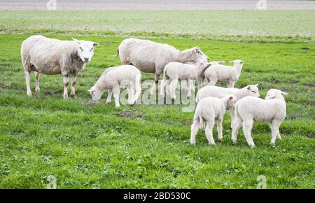 Anzahl der Lämmer und Schafe auf der niederländischen grünen Weide Stockfoto