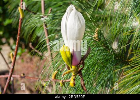 Große rosa und weiße Magnolienblüte auch bekannt als Tulpenblüte. Lateinischer Name: Magnolia × soulangeana. Stockfoto