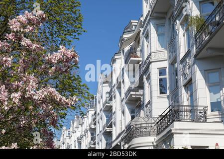 Magnolienbaum in der Jugendstilstraße Stockfoto