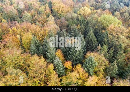 Luftaufnahme des Mischwaldes im Herbst Stockfoto