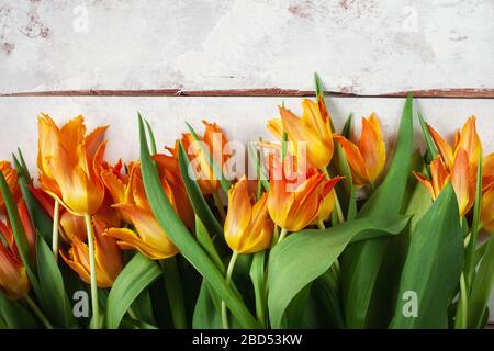 Rustikaler Hintergrundrahmen mit vielen orangefarbenen Terry-Tulpen. Platz für Text Stockfoto