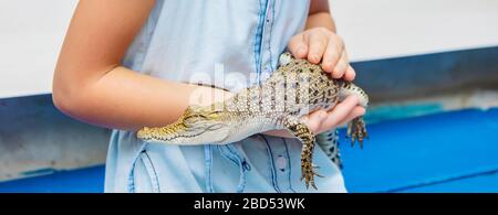 Das Kind hält ein kleines Krokodil in seinen Händen. Selektive konzentrieren. Stockfoto