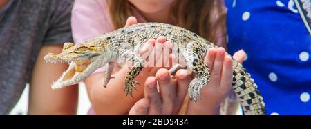 Das Kind hält ein kleines Krokodil in seinen Händen. Selektive konzentrieren. Natur. Stockfoto