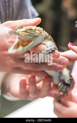 Das Kind hält ein kleines Krokodil in seinen Händen. Selektive konzentrieren. Natur. Stockfoto