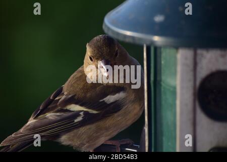 Weiblicher Chaffinch auf Vogelfutterhäuschen Stockfoto