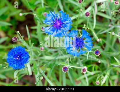 Kornblume, Centaurea cyanus, Asteraceae. Kornblumenkraut oder Junggesenkelblume im Garten. Stockfoto