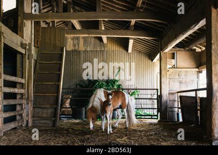 Pferd und Fohlen in der Scheune in Kumamoto, Japan. Stockfoto