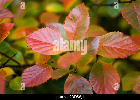 Herbstlaub in Kensington Gardens, London W2 2UH Stockfoto