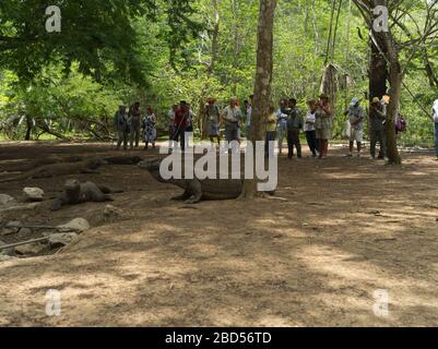 dh Tamarind Forest KOMODO ISLAND INDONESIEN Gruppe von Touristen, die Komodo Drachen am Wasserloch Drachen betrachten Stockfoto