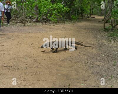 dh Tamarind Wald KOMODO INSEL INDONESIEN Junge Komodo Drachen Varanus komodoensis im Nationalpark Touristen Drachen Stockfoto