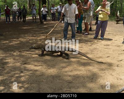 dh Tamarind Walddrachen KOMODO INSEL INDONESIEN Gruppe von Touristen Blick auf junge Komodo Drachen UNESCO-Weltkulturerbe nationalen Touristen parken Stockfoto