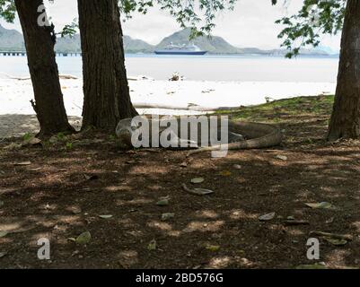 dh Komodo Drachen am Strand KOMODO INSEL INDONESIEN MS Boudicca verankert von Inseldrachen Stockfoto