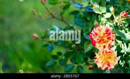 Rosen, Banner mit langer Breite. Blumiger Sommer- oder Frühlings-Hintergrund mit Rot Stockfoto