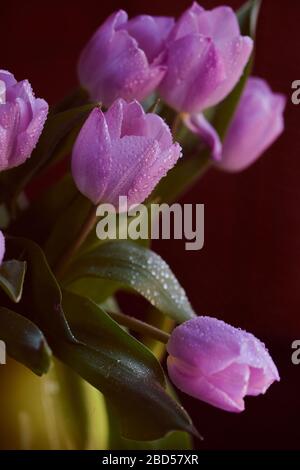 Ein Bouquet von lila Tulpen in einem grünen Glas mit grünen Äpfeln mit Regentropfen auf schwarzem Hintergrund bedeckt Stockfoto
