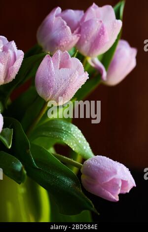 Ein Bouquet von lila Tulpen in einem grünen Glas mit grünen Äpfeln mit Regentropfen auf schwarzem Hintergrund bedeckt Stockfoto