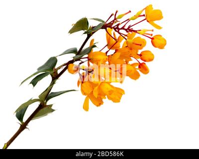 Orangefarbene Blumen des frühlingsblühenden, stacheligen, immergrünen Strauchs Berberis darwinii auf weißem Grund Stockfoto