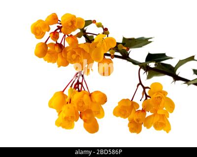 Orangefarbene Blumen des frühlingsblühenden, stacheligen, immergrünen Strauchs Berberis darwinii auf weißem Grund Stockfoto