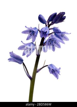 Blau verdorrte weiße und blau gestreifte Frühlingsblumen der spanischen Blautöcke, Hyacinthoides hispanica, auf weißem Grund Stockfoto