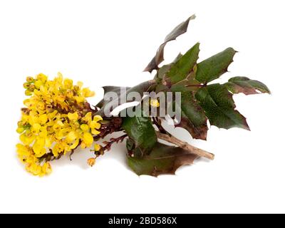 Frühlingsblüten und stacheliges Laub der Oregon Grape, Mahonia Aquifolium, auf weißem Grund Stockfoto