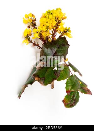 Frühlingsblüten und stacheliges Laub der Oregon Grape, Mahonia Aquifolium, auf weißem Grund Stockfoto