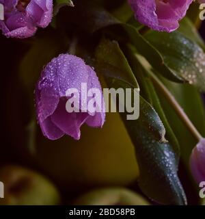 Ein Bouquet von lila Tulpen in einem grünen Glas mit grünen Äpfeln mit Regentropfen auf schwarzem Hintergrund bedeckt Stockfoto