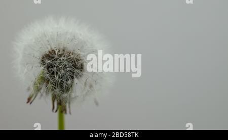 Löwenzahn Samenköpfe Anfang April gesehen. Stockfoto