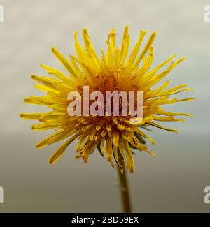 Isolierte Löwenblume vor einem weißgrauen Hintergrund. Stockfoto