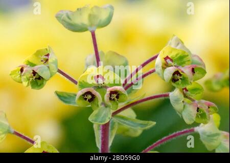 Euphorbia characias, blühender Drang im Frühjahr vor einem verschwommenen grün-gelben Hintergrund Stockfoto